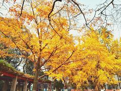 -四川大学(华西校区)