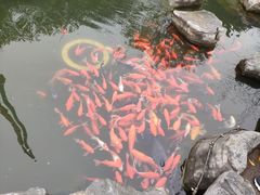 -合肥滨湖国家森林公园