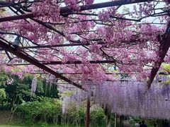 -嘉定紫藤园
