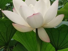 -西青郊野公园