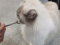 -共舞时光猫咖·狗咖(新街口店)