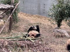 -成都大熊猫繁育研究基地