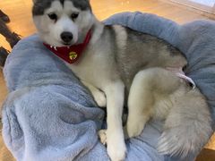 -Husky Go! 哈士奇体验馆·宠物咖啡厅狗咖