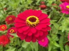 -莲花山花海