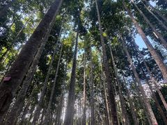 -中国科学院西双版纳热带植物园