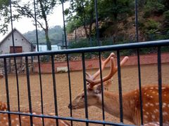 -大连森林动物园