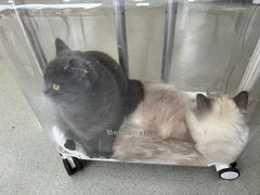 -宠颐生动物医院·猫科·心脏科(海口分院)