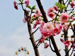 -观澜湖生态运动公社