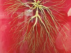 -北京中医药大学-中医药博物馆