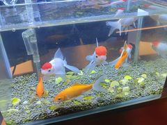 -华夏良子·足道SPA艾灸(王府井店)