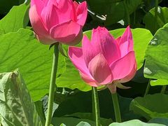 -莲花池公园
