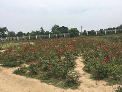 -曲江薰衣草庄园