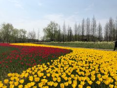 -杭州湾海上花田景区