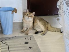-瑞鹏宠物医院·骨科·猫科·内科(第一中心)