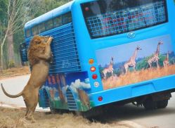 -Zoolung Zoolung动物主题公园(海信广场店)