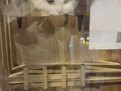 -Mr.Fox狐狸先生超级密室(南山店)