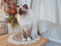 -共舞时光猫咖·狗咖(新街口店)