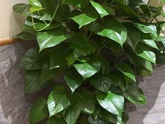 -宋益驴蹄子面肉夹馍(辛家庙店)