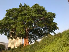 -Rimpa Lapin悬崖餐厅