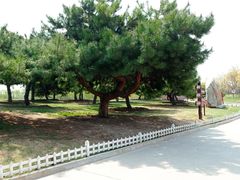 -塘沽森林公园