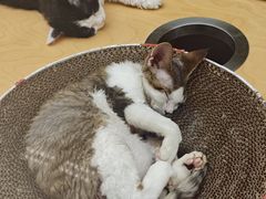 -帕帕拉兹宠物(亚洲旗舰店)