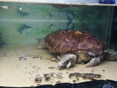-上海大自然野生昆虫馆(东方明珠·爬宠昆虫探索中心)