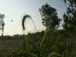 狗尾巴草-水八仙生态园