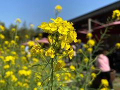 -田园东方蜜桃村的田野营地