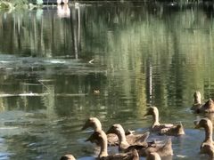 -白洋淀景区