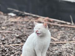 -旺山·浪头人家