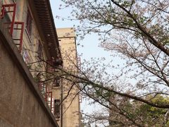 -武汉大学-樱园