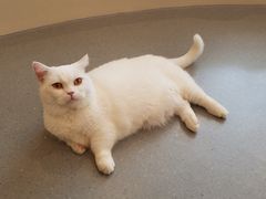 -飞行喵MR PILOT|猫舍·猫咖(静安大融城店)