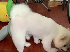-美联众合动物医院·24h京西诊疗中心