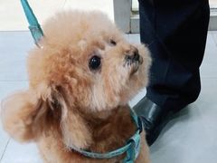 -宠福鑫康馨动物医院·骨科·眼科