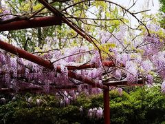 -嘉定紫藤园