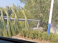 -白洋淀风景区
