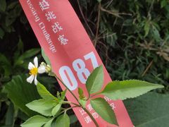 -海南霸王岭国家森林公园