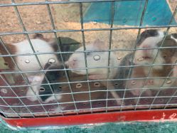 -萌宠亲子动物乐园(槐房万达店)