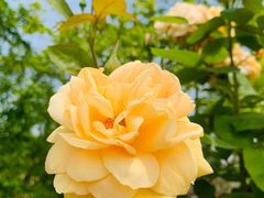 -呼吸森林·生态农庄农家乐私房菜