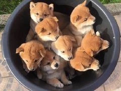 -汤山翠谷生态餐厅