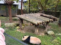 -都江堰中华大熊猫苑