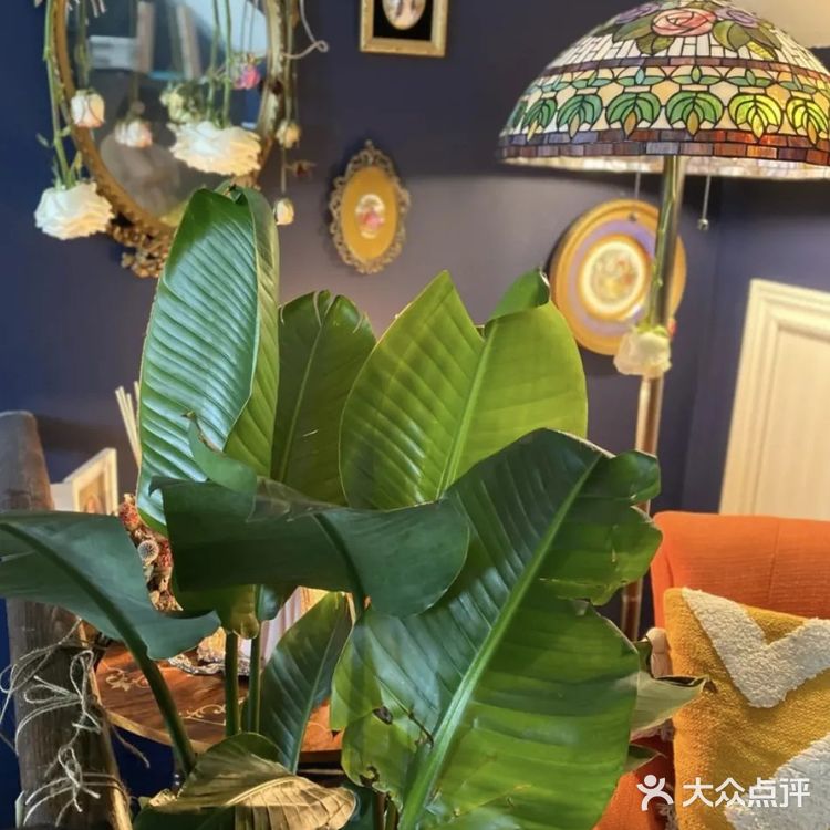 星巴克很香，但有了这些绿植的家更香