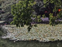 -荔湾湖公园