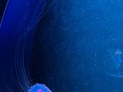 -欢乐海岸海洋奇梦馆