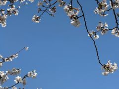 -高东镇樱花园