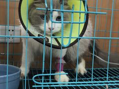 -联合动物医院(光谷诊疗中心)