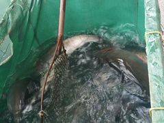 -东江湖游水三文鱼美食城