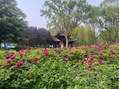 -石家庄市植物园