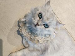 -怪兽屋·羊驼·猫咖·狗咖(俊华广场店)