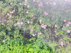 -天鹅湖体育公园